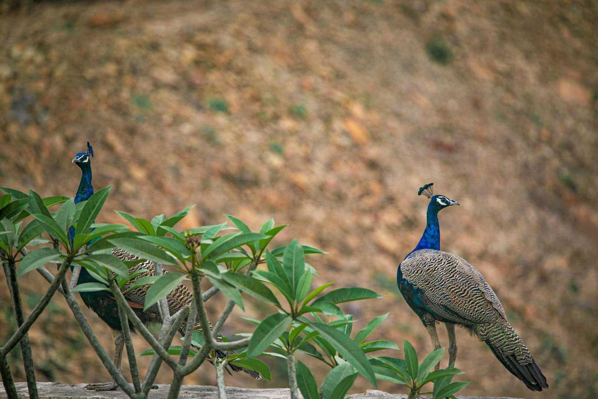 Shikrapur Open House By Stayvista - Nestled In Nature, Featuring A Swimming Pool & Expansive Lawn For A Serene Retreat מראה חיצוני תמונה